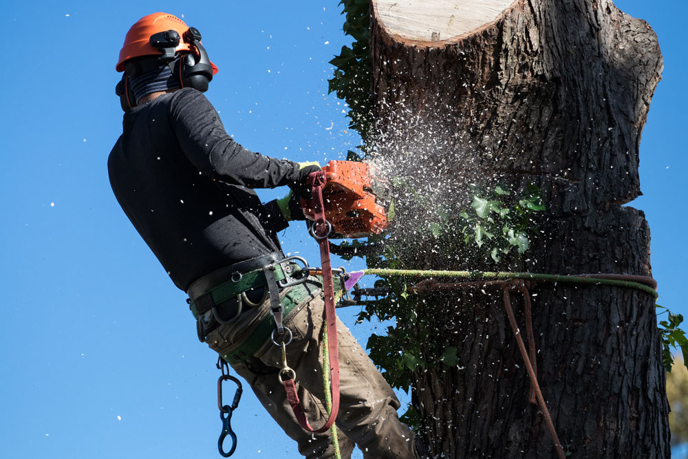Worker Cutting Tree